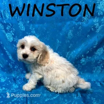 Winston