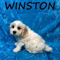 Winston, a male Cockapoo for sale in New Richland, MN – Photo 1 of 3