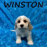 Winston, a male Cockapoo for sale in New Richland, MN – Photo 2 of 3