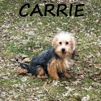 Carrie, a female Yorkipoo for sale in New Richland, MN – Photo 1 of 3