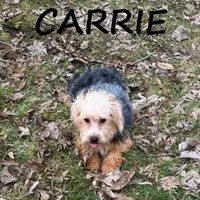 Carrie, a female Yorkipoo for sale in New Richland, MN – Photo 3 of 3