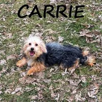 Carrie, a female Yorkipoo for sale in New Richland, MN – Photo 2 of 3
