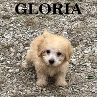 Gloria, a female Schnoodle for sale in New Richland, MN – 3 of 3