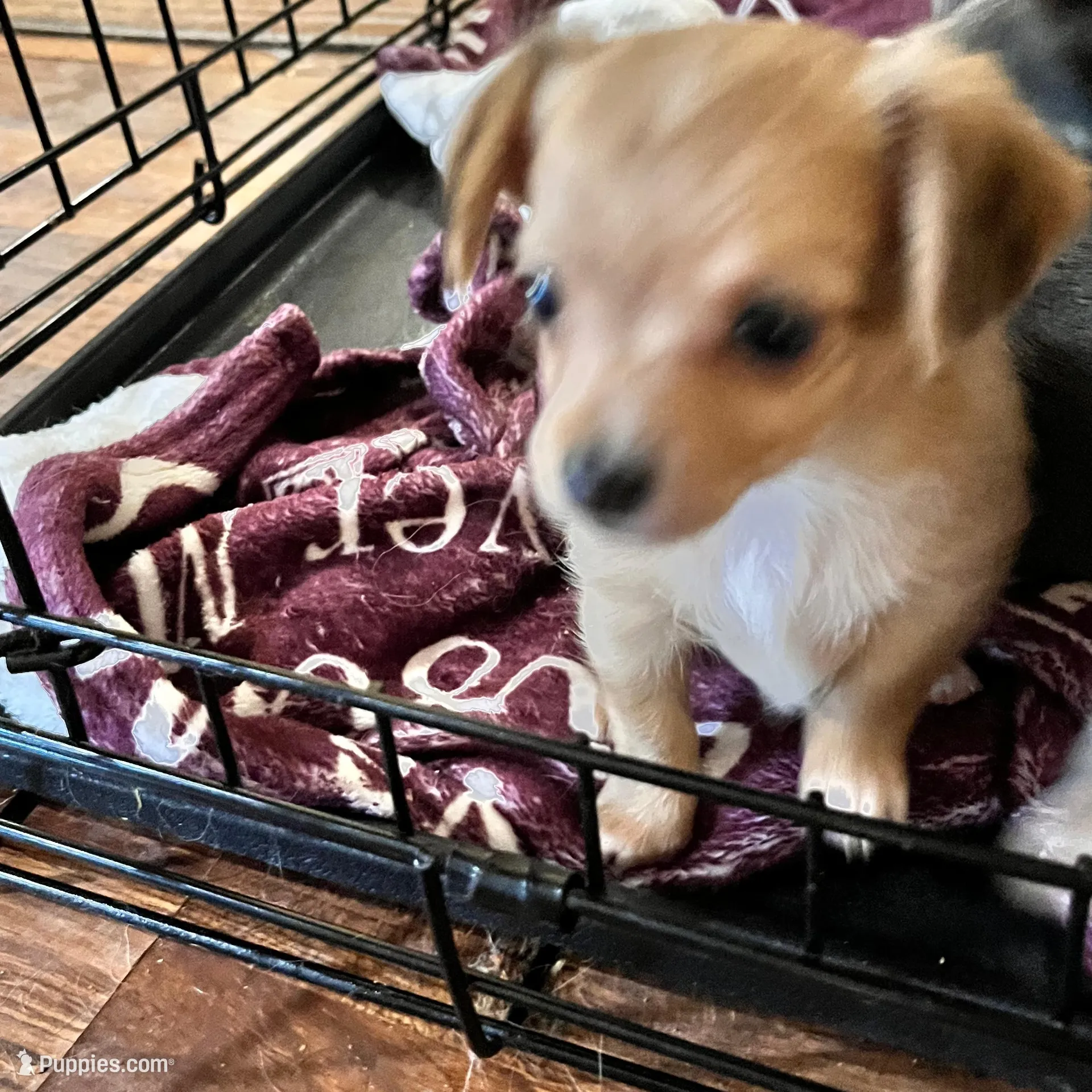 Chewy , a male Chiweenie for sale in Danielsville, GA – Photo 2 of 3