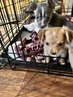 Chewy , a male Chiweenie for sale in Danielsville, GA – Photo 3 of 3