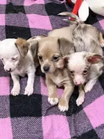 Chewy , a male Chiweenie for sale in Danielsville, GA – Photo 1 of 3