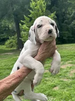 Pumpkin , a female Great Dane for sale in New London, NC – 2 of 3