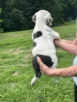Pumpkin , a female Great Dane for sale in New London, NC – 3 of 3