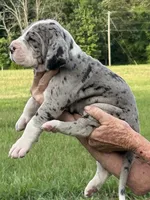 Doll, a female Great Dane for sale in New London, NC – 2 of 3
