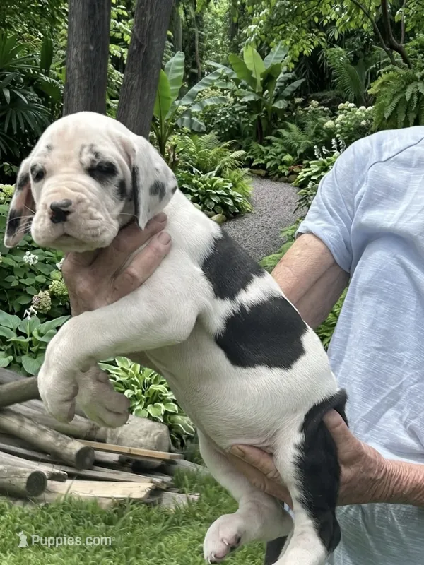 Pumpkin  – Great Dane puppy for sale in New London, NC