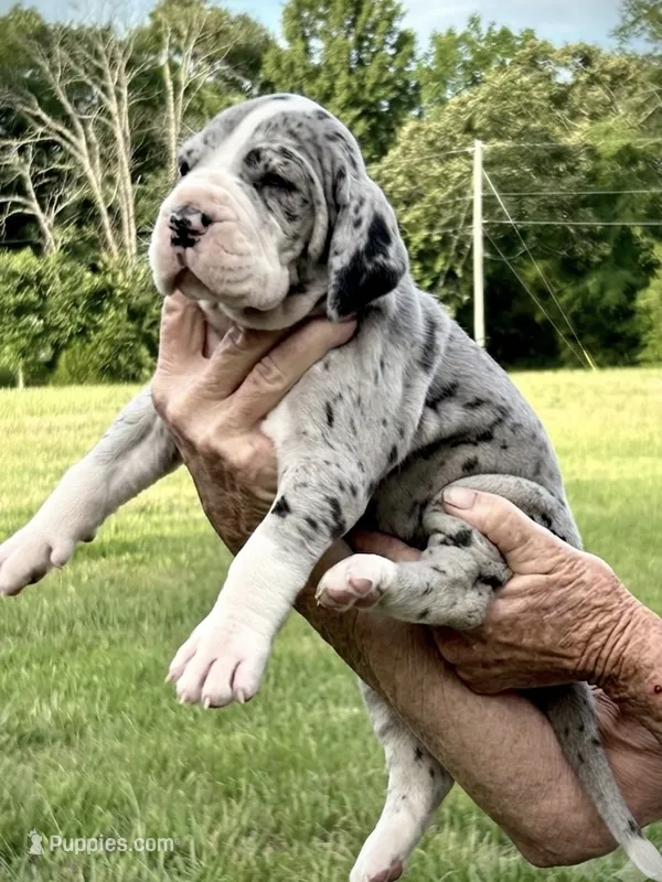 Doll – Great Dane puppy for sale in New London, NC