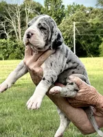 Doll, a female Great Dane for sale in New London, NC – 1 of 3