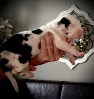 Beauty, a female Great Dane for sale in New London, NC – 2 of 3