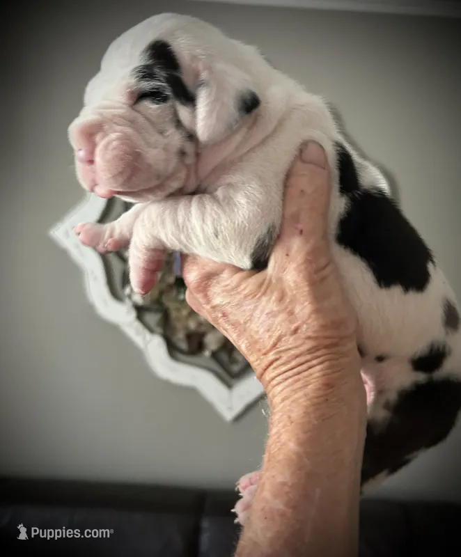 Beauty – Great Dane puppy for sale in New London, NC