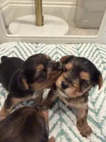 Hoku, a male Yorkshire Terrier for sale in Ocean Springs, MS – 2 of 5