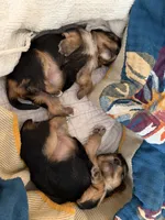 Leia , a female Yorkshire Terrier for sale in Ocean Springs, MS – 2 of 3