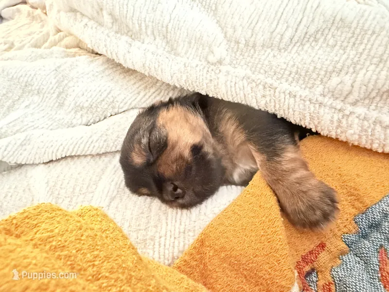 Hoku – Yorkshire Terrier puppy for sale in Ocean Springs, MS