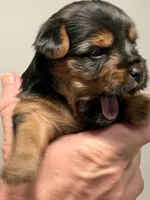 Hoku, a male Yorkshire Terrier for sale in Ocean Springs, MS – 4 of 5