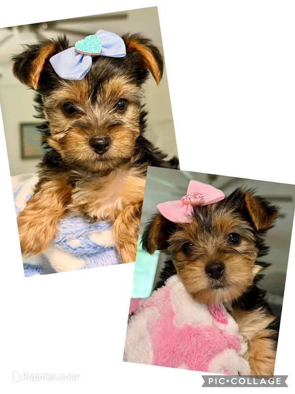 Hoku – Yorkshire Terrier puppy for sale in Ocean Springs, MS