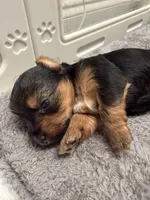 Leia , a female Yorkshire Terrier for sale in Ocean Springs, MS – 1 of 3