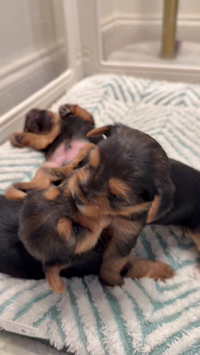 Leia , a female Yorkshire Terrier for sale in Ocean Springs, MS – 3 of 3