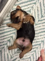 Hoku, a male Yorkshire Terrier for sale in Ocean Springs, MS – 3 of 5