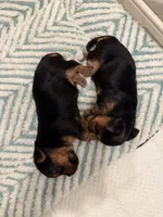 Hoku, a male Yorkshire Terrier for sale in Ocean Springs, MS – 5 of 5
