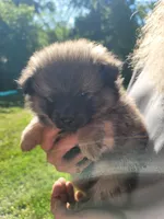 Brownie, a male Pomeranian for sale in Creighton, MO – 2 of 5