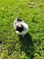 Marshall, a male Pomeranian for sale in Creighton, MO – 4 of 4