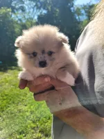 Cinn-a-Bun, a female Pomeranian for sale in Creighton, MO – 3 of 5