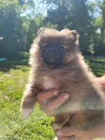 Socks, a male Pomeranian for sale in Creighton, MO – 2 of 4