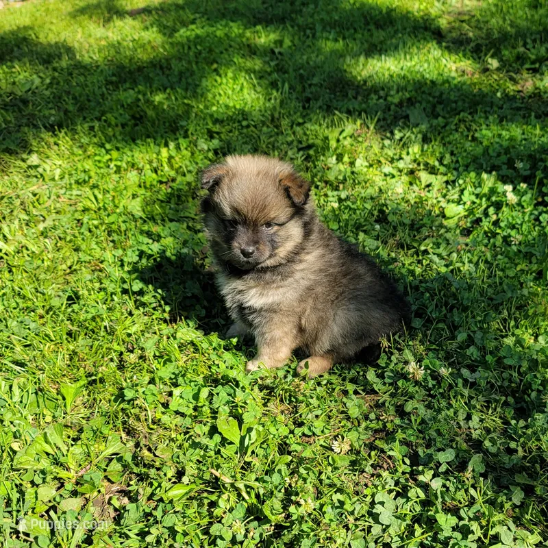 Brownie – Pomeranian puppy for sale in Creighton, MO