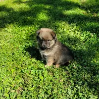Brownie, a male Pomeranian for sale in Creighton, MO – 1 of 5