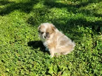 Moo Moo, a male Pomeranian for sale in Creighton, MO – 1 of 4