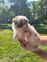 Moo Moo, a male Pomeranian for sale in Creighton, MO – 2 of 4