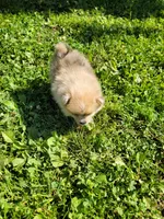 Cinn-a-Bun, a female Pomeranian for sale in Creighton, MO – 5 of 5