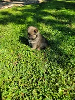 Brownie, a male Pomeranian for sale in Creighton, MO – 3 of 5