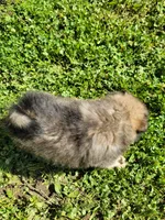 Brownie, a male Pomeranian for sale in Creighton, MO – 5 of 5