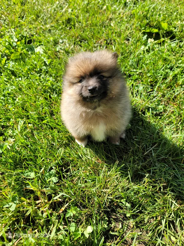 Socks – Pomeranian puppy for sale in Creighton, MO