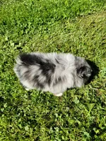 Marshall, a male Pomeranian for sale in Creighton, MO – 3 of 4