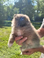 Socks, a male Pomeranian for sale in Creighton, MO – 4 of 4