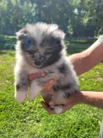 Marshall, a male Pomeranian for sale in Creighton, MO – 2 of 4
