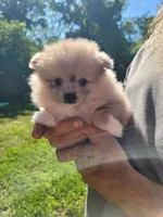 Cinn-a-Bun, a female Pomeranian for sale in Creighton, MO – 2 of 5