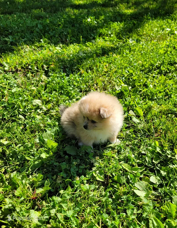 Cinn-a-Bun – Pomeranian puppy for sale in Creighton, MO