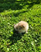 Cinn-a-Bun, a female Pomeranian for sale in Creighton, MO – 1 of 5