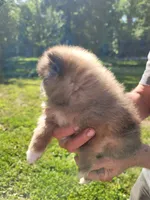 Socks, a male Pomeranian for sale in Creighton, MO – 3 of 4