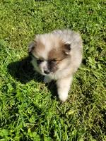 Moo Moo, a male Pomeranian for sale in Creighton, MO – 4 of 4