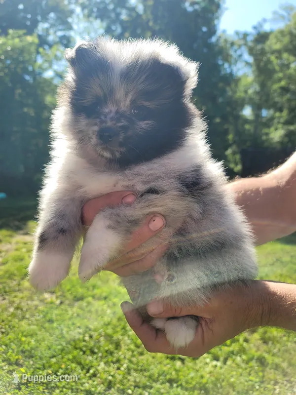 Marshall – Pomeranian puppy for sale in Creighton, MO
