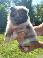 Marshall, a male Pomeranian for sale in Creighton, MO – 1 of 4
