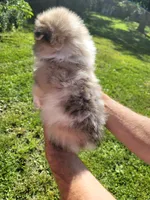 Moo Moo, a male Pomeranian for sale in Creighton, MO – 3 of 4